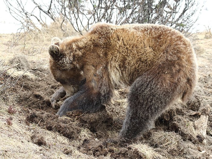 Медведь копает землю